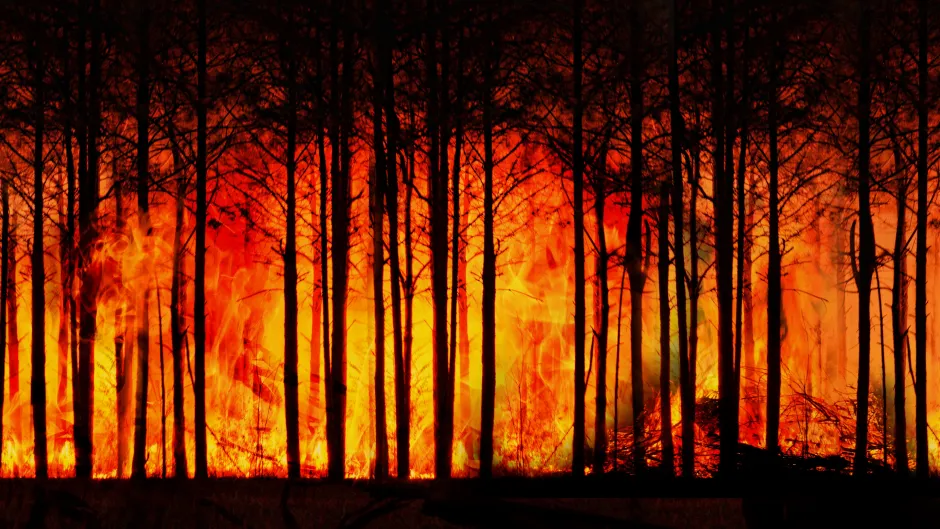 Waldbrand